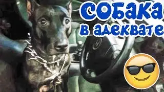 ФАИНА ПИТБУЛЬ!! СОБАКА водитель в адеквате