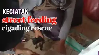 (street feeding) kucing daerah cilegon #kucing #rescue #cat #catlover #kitten #cats #kucing