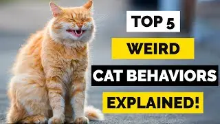 Top 5 Weird Cat Behaviours And Their Meaning | Weird Cat Behaviours Explained!