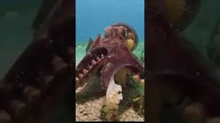 Octopus Pulls a Mussel  #ytp #youtubepoop