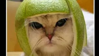 Funny pics