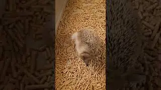Ёжик зачесался
