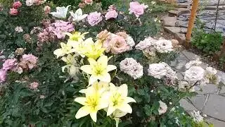 Что творится.. Ливень, ветер... Есть пострадавшие... Но без паники, это всего лишь розы!