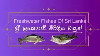 freshwater fishes of sri lanka