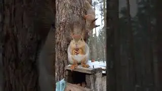 Влюблённые белочки