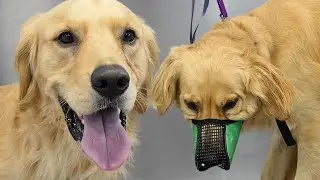 Would You Believe Me If I Told You I Am Very Cautious Around Golden Retrievers?