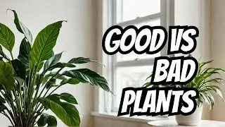 Truth About Owning Houseplants: The Good, The Bad & The Ugly