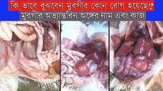 Poultry Body Parts (পোল্ট্রি বডি পার্টস) | Agriculture Tour