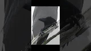 Raven looking for prey. #shorts #raven