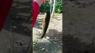 REJEKI TAK TERDUGA #mancing #sungaibuaya #mancingmania #mancingikan