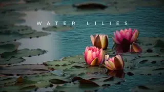Water Lilies | Time-lapse | Color grading | Adobe Premier Pro