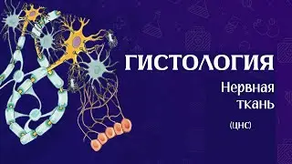 Гистология нервной системы (ЦНС часть 2)