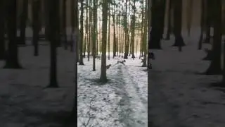 Далматинец и такса 