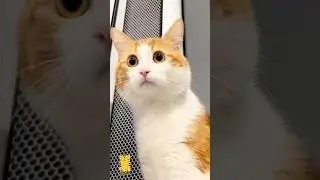 Funny Cat & Cute Kittens582😻 