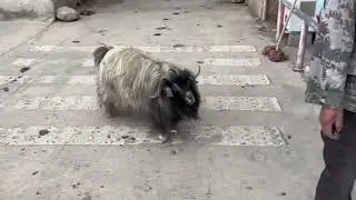 Sheep that bark like dogs#viral #funnyanimals #funny #animals #