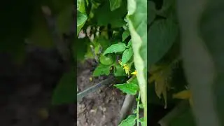 Сажаем в конце января и уже в начале июня собираем урожай! Здорово! 🍅