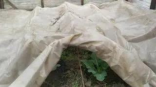 Парник из стрейч пленки.  Плюсы и минусы.