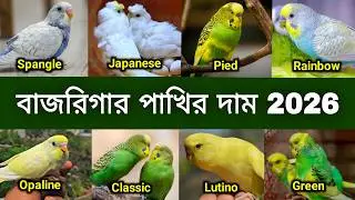 বাজরিগার পাখির দাম ২০২৬ | Bodri Pakhi Price | বাজরিগার পাখি পালন | পাখি পালন
