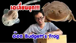 New tadpoles have arrived!!! Budget Frogs, Tree Frogs, the fierce ones!!
