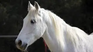 Fotos de Caballos Reales Hermosos