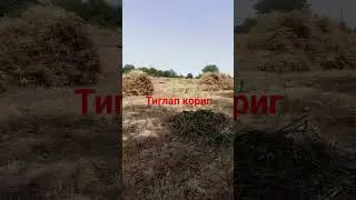 сизларга бита гап