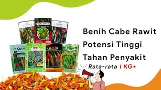 7 Harga Cabe Rawit Paling Lebat - Semua Dataran - Potensi 1Kg+/Tanaman