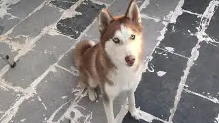 سگ باهوش هاسکی  / cute husky dog