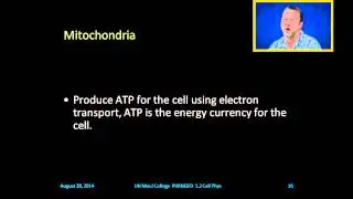 The Cell and Organelles - 1.2 Basic Cellular Function
