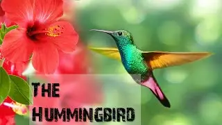 The Hummingbird
