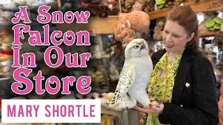 A Snow Falcon In Our Store 🤩