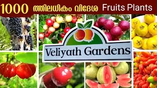 പഴങ്ങളിലെ സുന്ദരിമാർ | വിദേശ പഴങ്ങളുടെ Farm ഉം Nursery യും | Veliyath Gardens