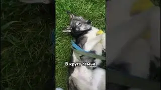 Давайте поможем ее грезам стать реальностью 