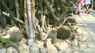 Никитский ботанический сад Крым 2010год