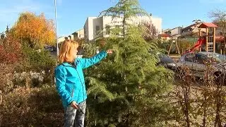 Хвойные. Подготовка к зиме.