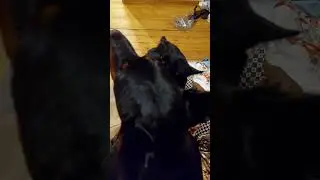Кот и доберман