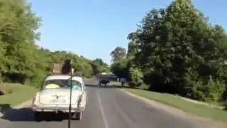 Собака на крыше машины