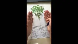 Почему важно окучивать кусты клубники (серия 3)