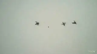 Mallard Double - shotkam Dec 2022