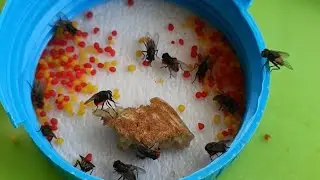 FLIES after EATING fly bait