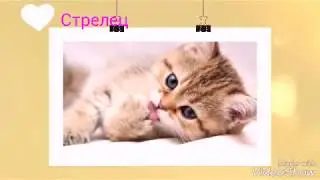 Какая ты кошечка по знаку зодиака  😻