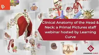 Primal Pictures Staff Webinar -  Exploring the Clinical Anatomy of the Head & Neck