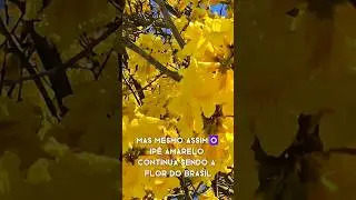Ipê amarelo é a flor símbolo do Brasil #brasil #símbolobrasileiro #flores #arvoresnativasdobrasil