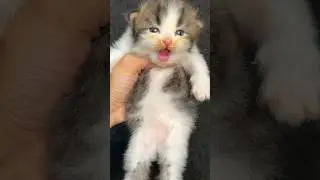 Kitten huwek random acumalaka lucu banget 😍 
