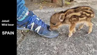Porc senglar/Jabalí jabato/Wild boar. 2-3 weeks old. Barcelona. Spain. Wildlife.