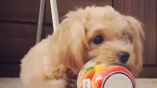 Coco from Instagram / 20181118