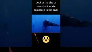Look at the size of humpback whales compared to the diver #humpbackwhale #whale #viralshorts