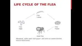 Life Cycle of the Flea
