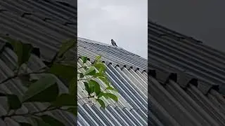 как птица называется
