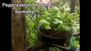Эксперемент редиски часть 2: