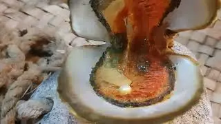 കക്ക പൊളിച്ചു മുത്ത്  എടുക്കുന്നത് കണ്ടിട്ടുണ്ടോ